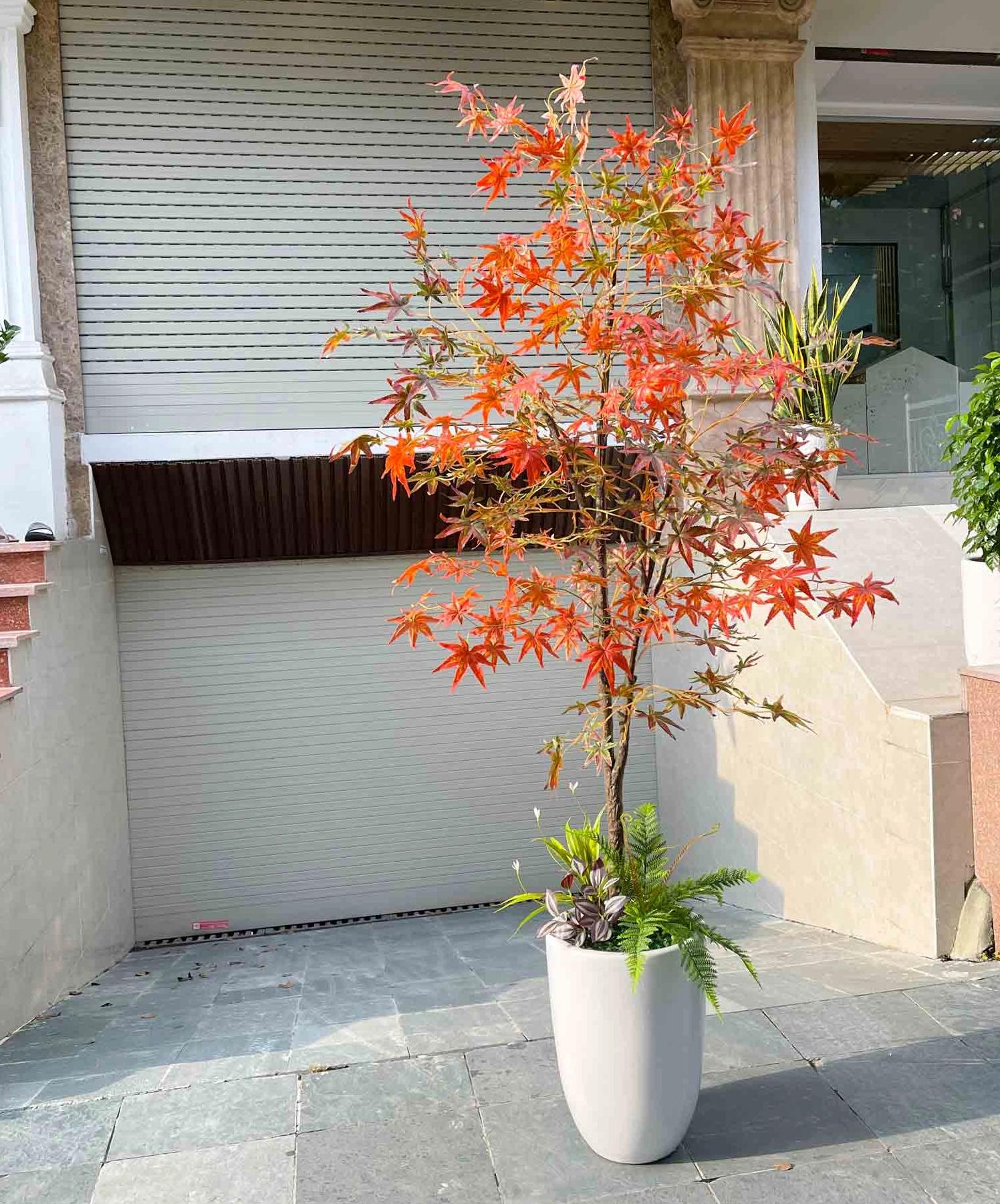 Cây phong với sắc lá đỏ sẫm và dáng cành tự nhiên tạo vẻ đẹp trầm ấm