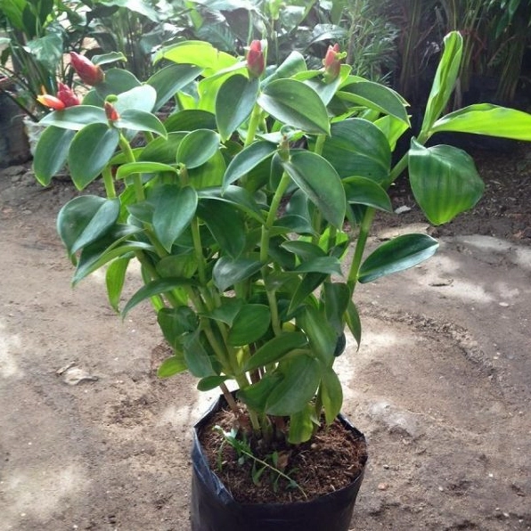 Cây Phúc Lộc Thọ được trồng trong chậu xinh với tán lá dày xanh khỏe mang cảm giác lựa chọn tinh tế cho không gian sống
