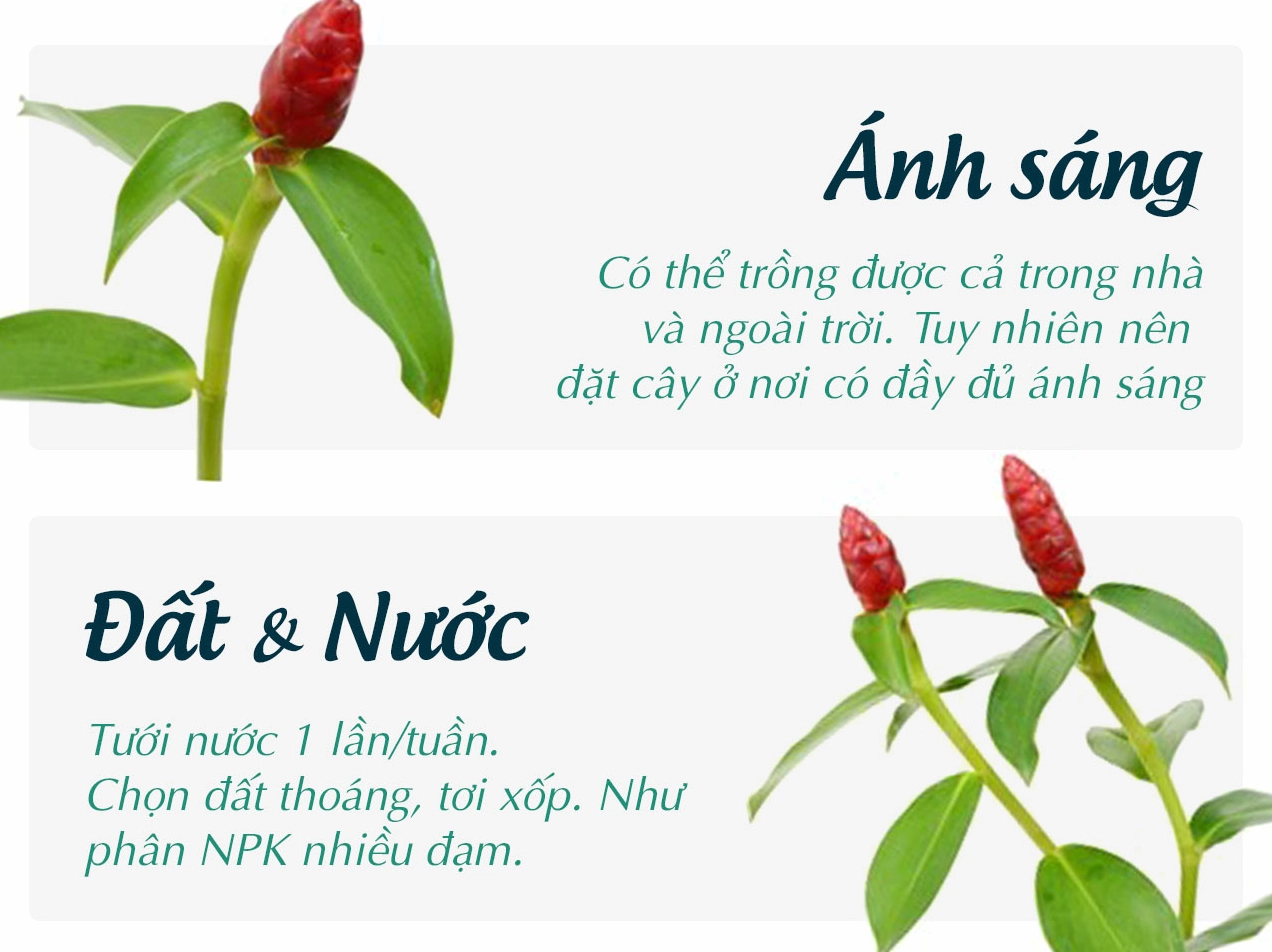 Cây Phúc Lộc Thọ trong quá trình chăm sóc với lá xanh sạch và dáng cây ổn định
