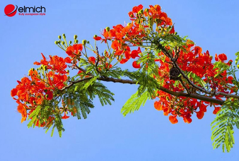 Cây Phượng được ứng dụng trong đời sống với vai trò tạo bóng mát và làm đẹp không gian