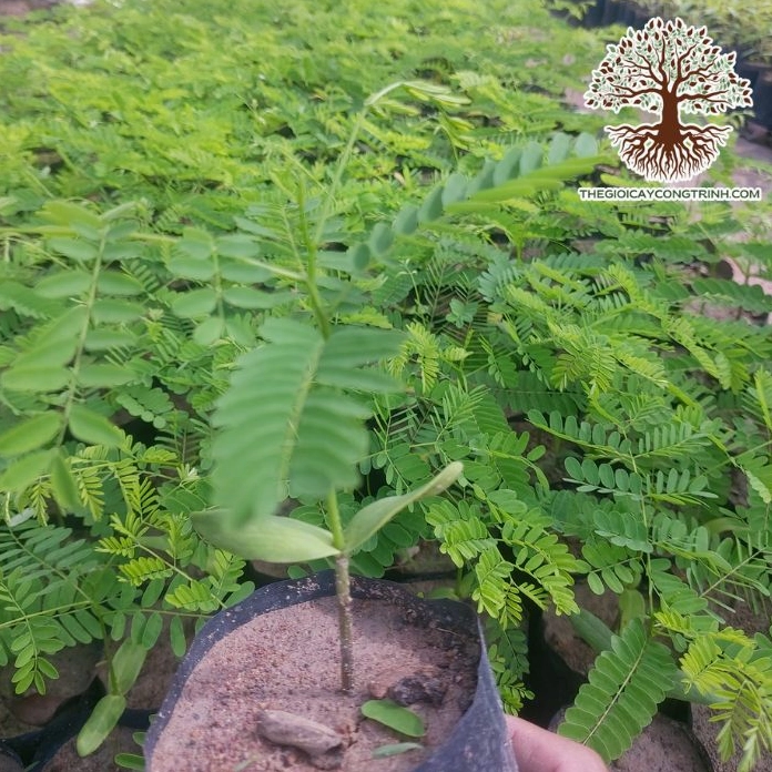 Cây Phượng Vàng giống ở góc chụp gần cho thấy sức sống trẻ trung và màu lá tươi sáng