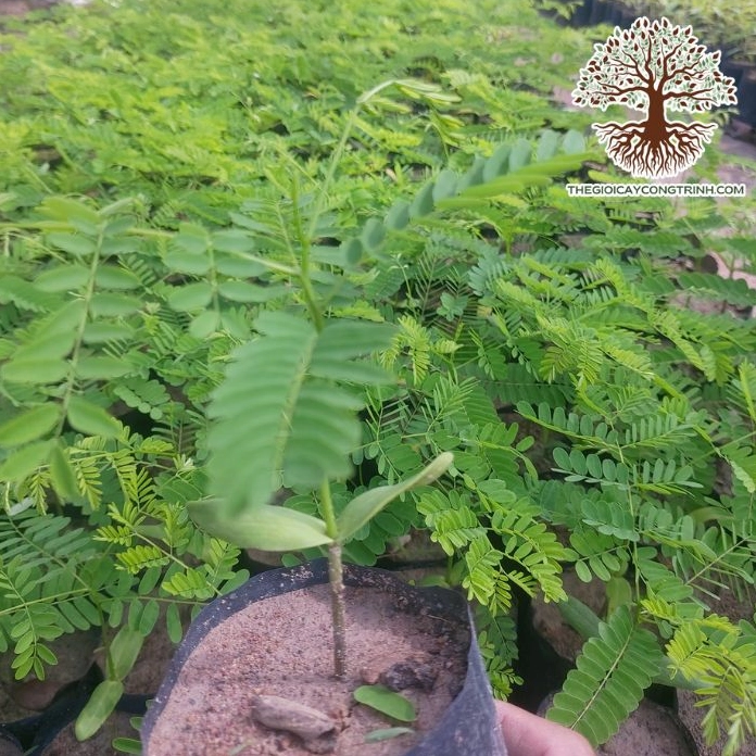 Cây phượng vàng giống phát triển tươi tốt với hình dáng cân đối và đẹp mắt