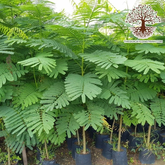 Cây Phượng Vàng giống với lá xanh non và dáng cây trẻ trung