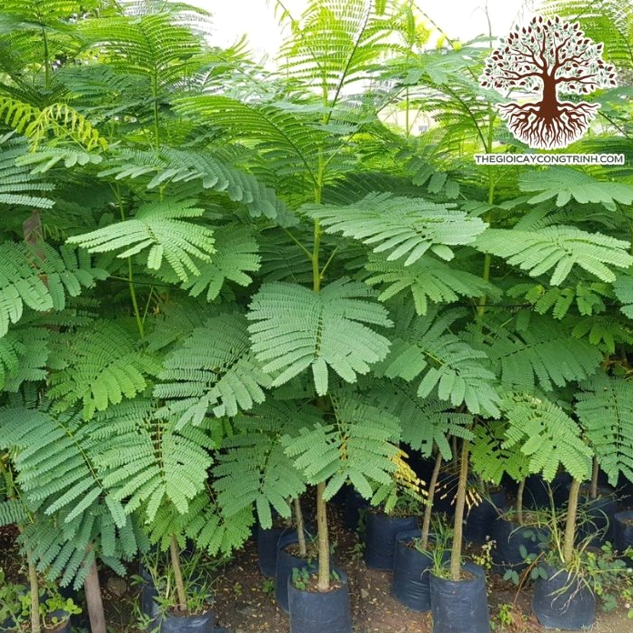 Cây phượng vàng giống với sắc lá xanh và dáng cây non trong vườn ươm