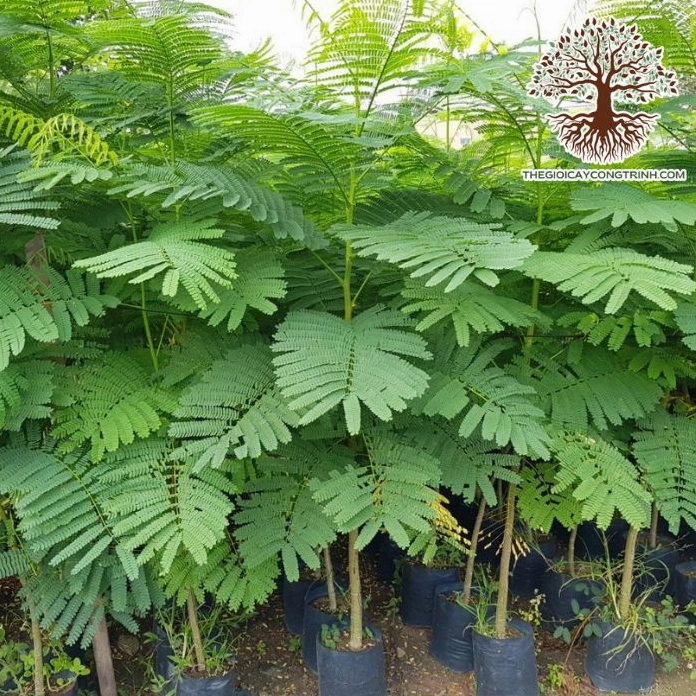 Cây Phượng Vàng với tán lá nhẹ và sắc cây rực rỡ gợi vẻ tươi sáng cho cảnh quan