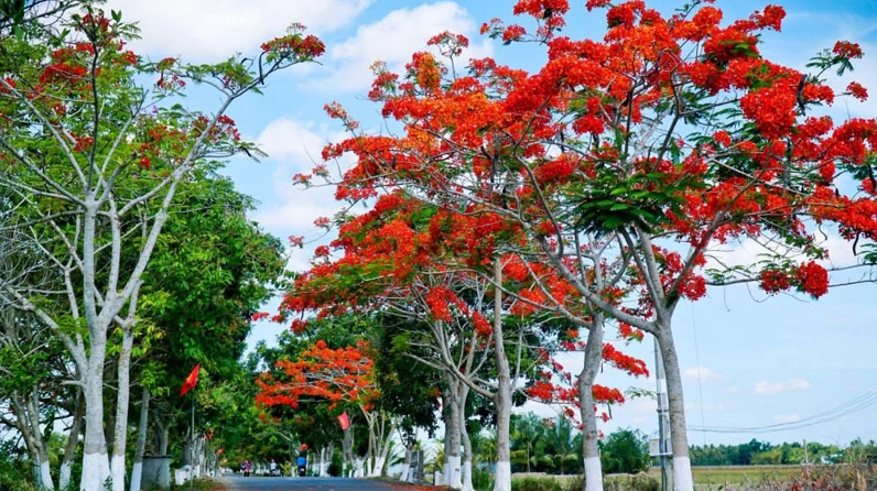 Cây Phượng vĩ với dáng cây khỏe khoắn gợi nhắc nguồn gốc từ Madagascar giữa không gian nhiệt đới