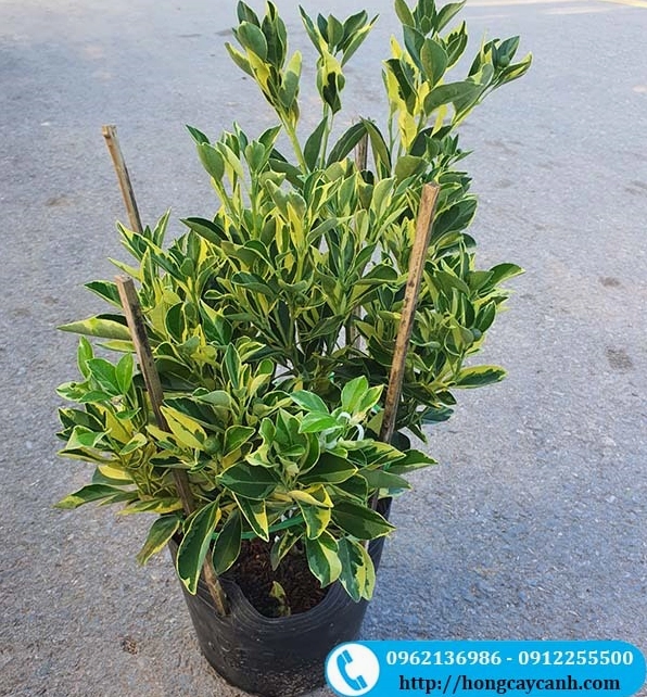 Cây Quất Cẩm Thạch với màu lá và quả nổi bật, tạo cảm giác mới lạ khi đặt cạnh các dòng quất cảnh quen thuộc