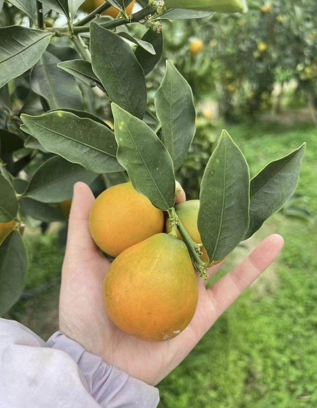 Cây Quất Ngọt Cảnh dáng gọn với tán lá xanh mướt và những chùm quả sáng màu nổi bật trong khung hình tự nhiên