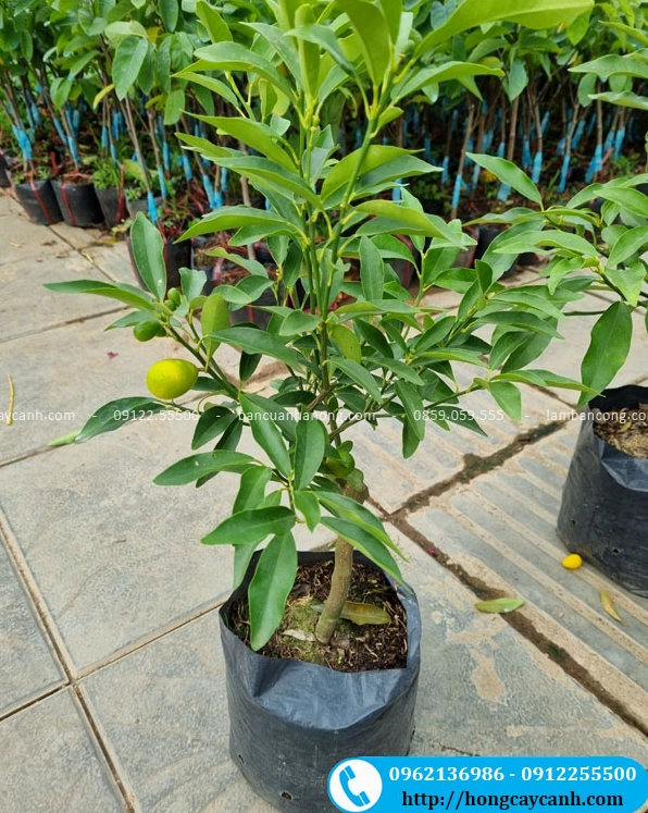 Cây quất ngọt giống có thân non vững chắc, lá xanh sáng và hình thái khỏe khoắn phù hợp trồng làm cảnh