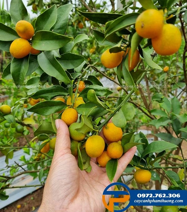 Cây quất ngọt ngày tết mang sắc vàng tươi, quả tròn đều và tổng thể rực rỡ giàu cảm giác sum vầy