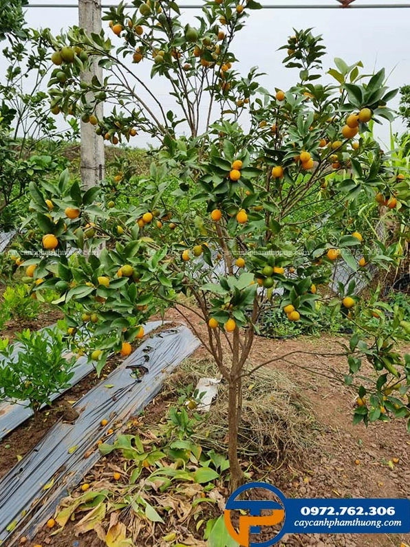 Cây quất ngọt sai quả với nhiều trái chín đều, cành phân bố đẹp và tán lá khỏe khoắn ít sâu bệnh