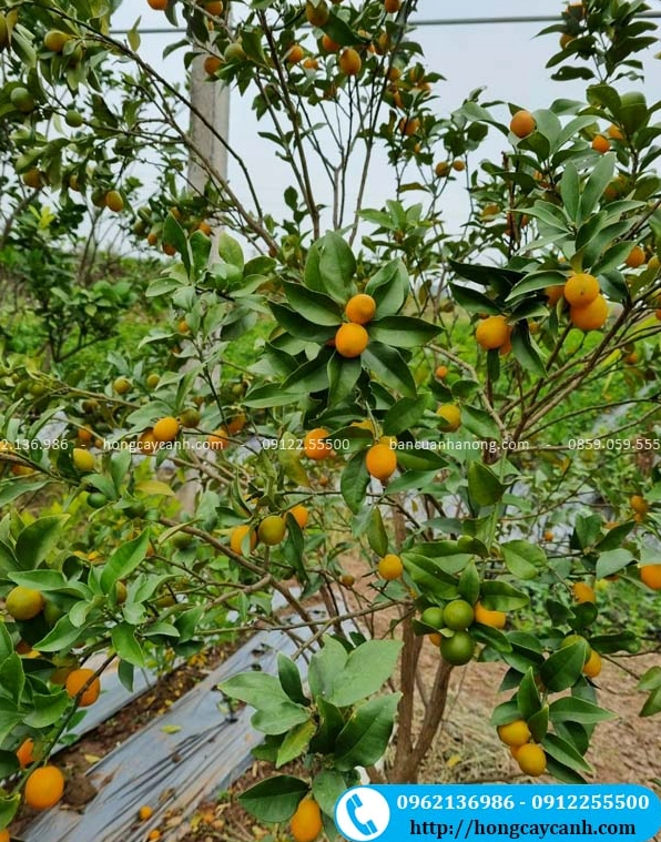 Cây quất ngọt sai quả với từng chùm trái dày đặc màu vàng cam nổi bật trên nền lá xanh đậm