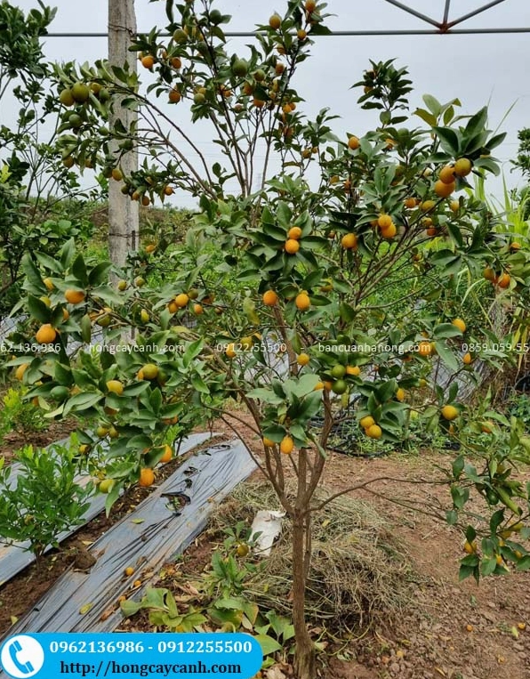 Cây quất ngọt to với tán rộng, nhiều lá xanh và dáng đứng nổi bật thích hợp làm điểm nhấn trước hiên nhà