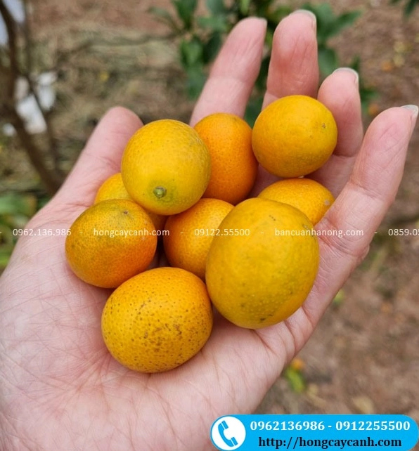 Cây quất ngọt xanh khỏe trong chậu cảnh với tán lá dày và dáng cây cân đối nổi bật giữa không gian sân vườn