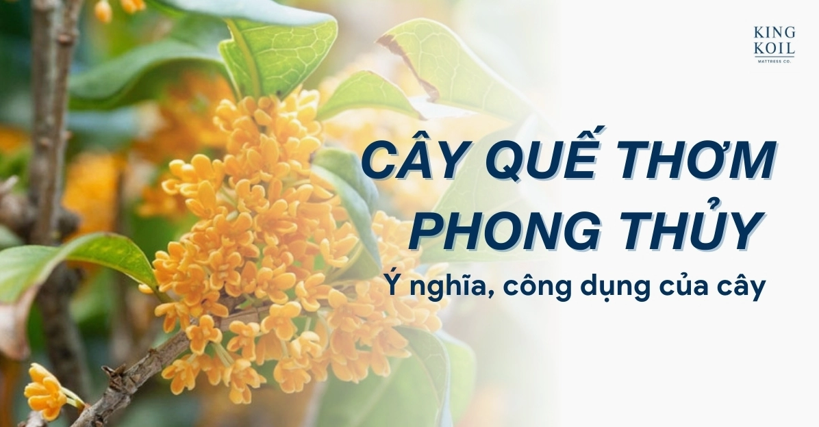 Cây Quế Thơm đặt trong không gian sống mang vẻ xanh mát và gợi lên nhiều ý nghĩa phong thủy tốt lành
