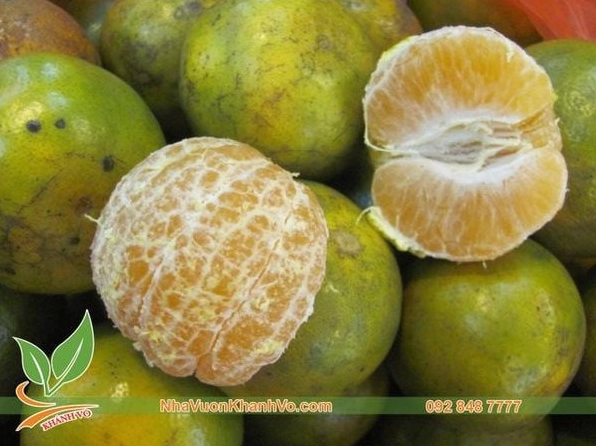 Cây quýt đường với quả vàng xanh căng mọng nổi bật trên nền lá rậm