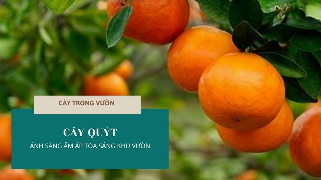 Cây Quýt trong sân vườn tỏa sắc xanh ấm áp dưới ánh sáng tự nhiên