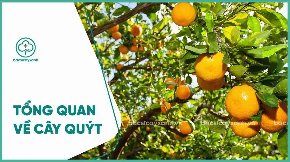 Cây Quýt xanh tốt với tán lá dày và quả vàng cam nổi bật trong khu vườn