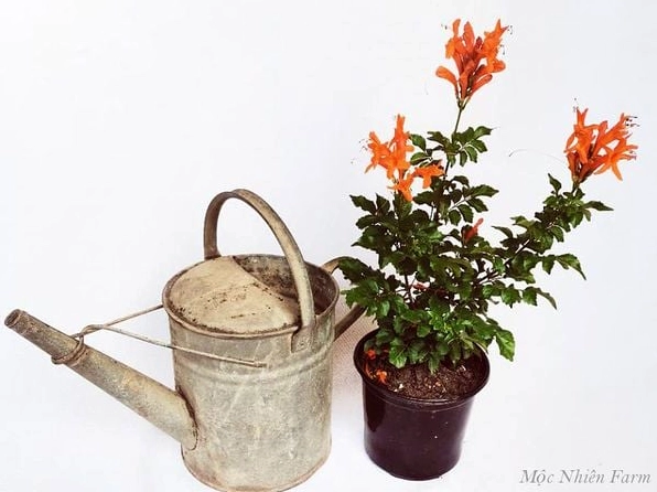 Cây Rạng đông cần lượng nước phù hợp theo thời tiết và kích cỡ cây