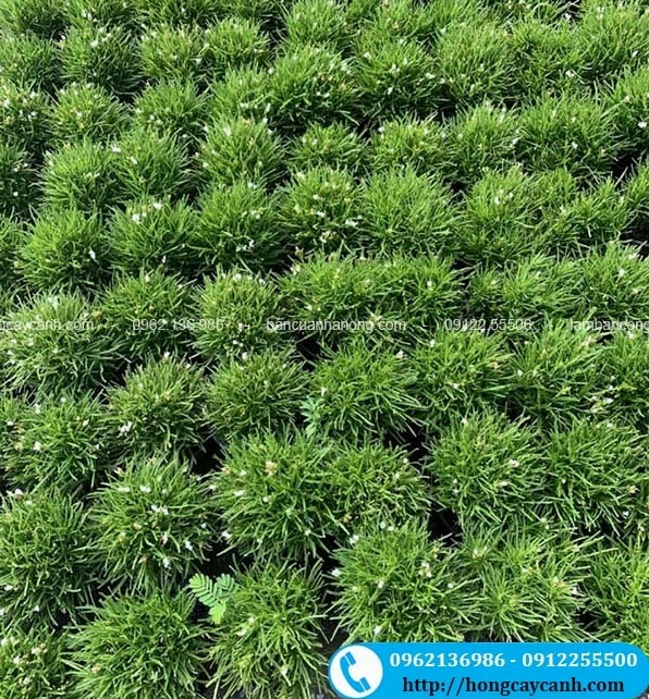 Cây Rệu đỏ và Rệu xanh tạo mảng lá màu thấp phối cùng Cây Bỏng nẻ trong cảnh quan
