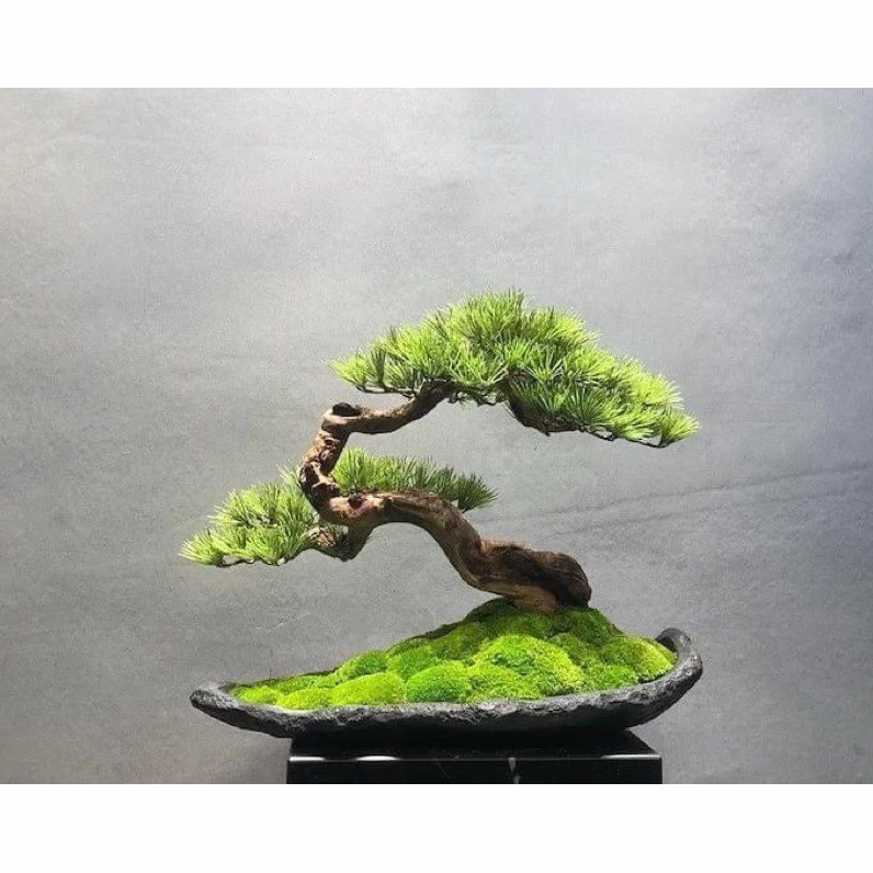 Cây Rêu Nhung xanh mướt phủ mềm trên bề mặt tiểu cảnh bonsai như một thảm nhung ẩm