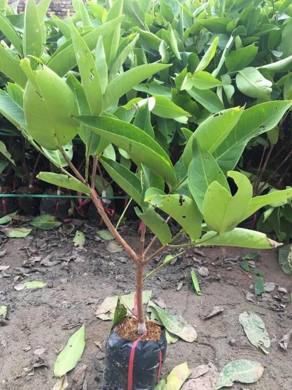 Cây Roi sai quả trong ánh sáng tự nhiên với sắc đỏ hồng tươi tắn