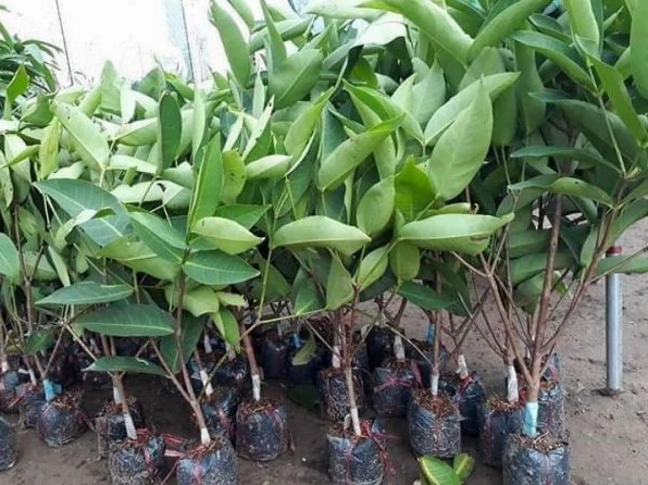 Cây Roi sai quả với những chùm quả hồng đỏ nổi bật trong vườn