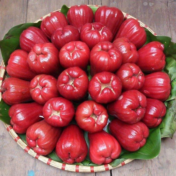 Cây Roi trong vườn với quả mọc thành chùm dày dưới tán lá xanh