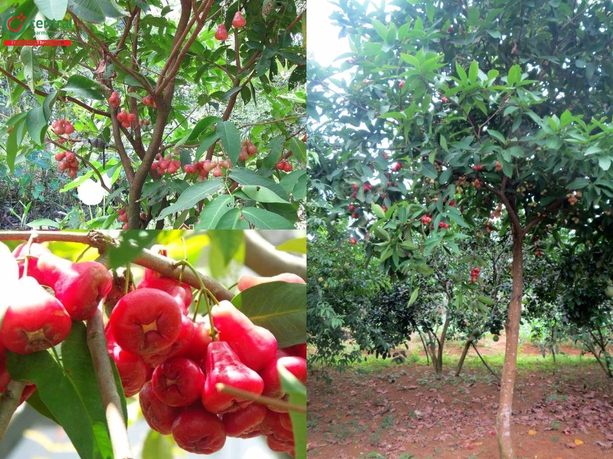 Cây Roi với lá xanh bóng mọc thành tán rộng trong không gian vườn nhà