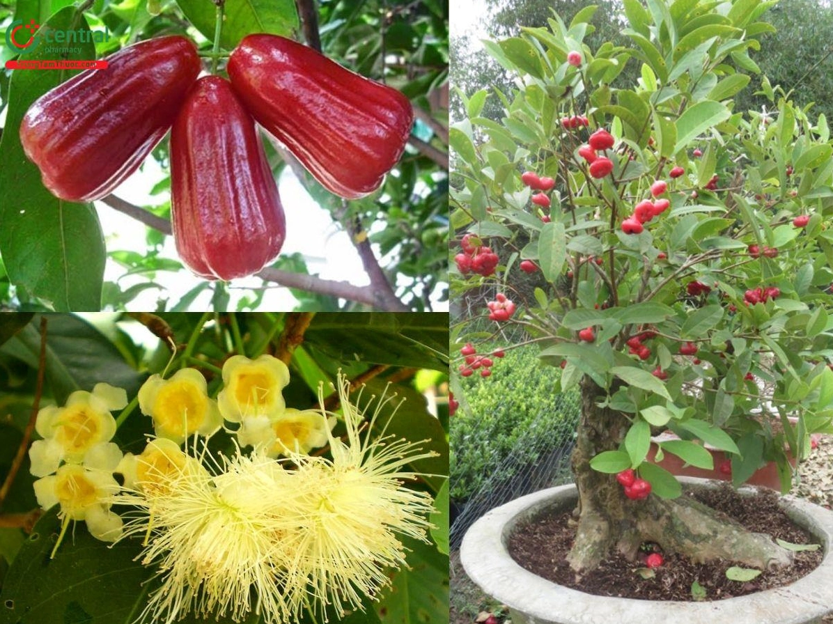 Cây Roi xanh tốt với tán lá dày và dáng cây mộc mạc trong khu vườn nhiệt đới
