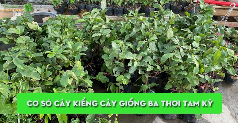 Cây Rù rì trong ảnh giới thiệu với tán lá xanh và dáng cây gần gũi thiên nhiên