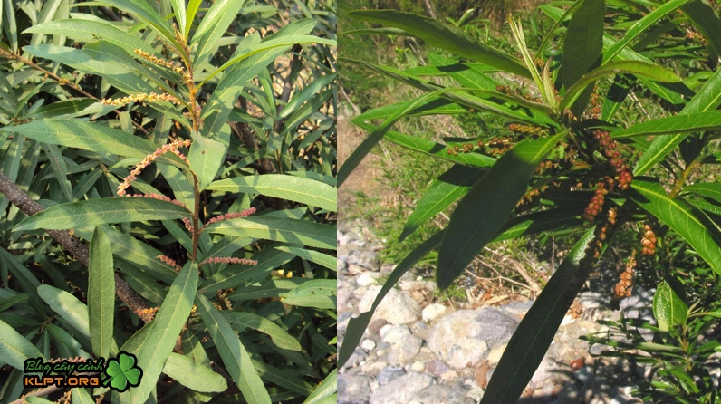 Cây Rù rì trong khung hình xanh mát làm nổi bật vẻ bình yên của cây ven nước