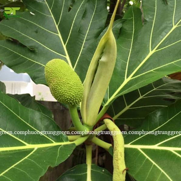 Cây Sa Kê Cảnh mang dáng công trình xanh tốt với tán rộng và màu lá đậm mát mắt