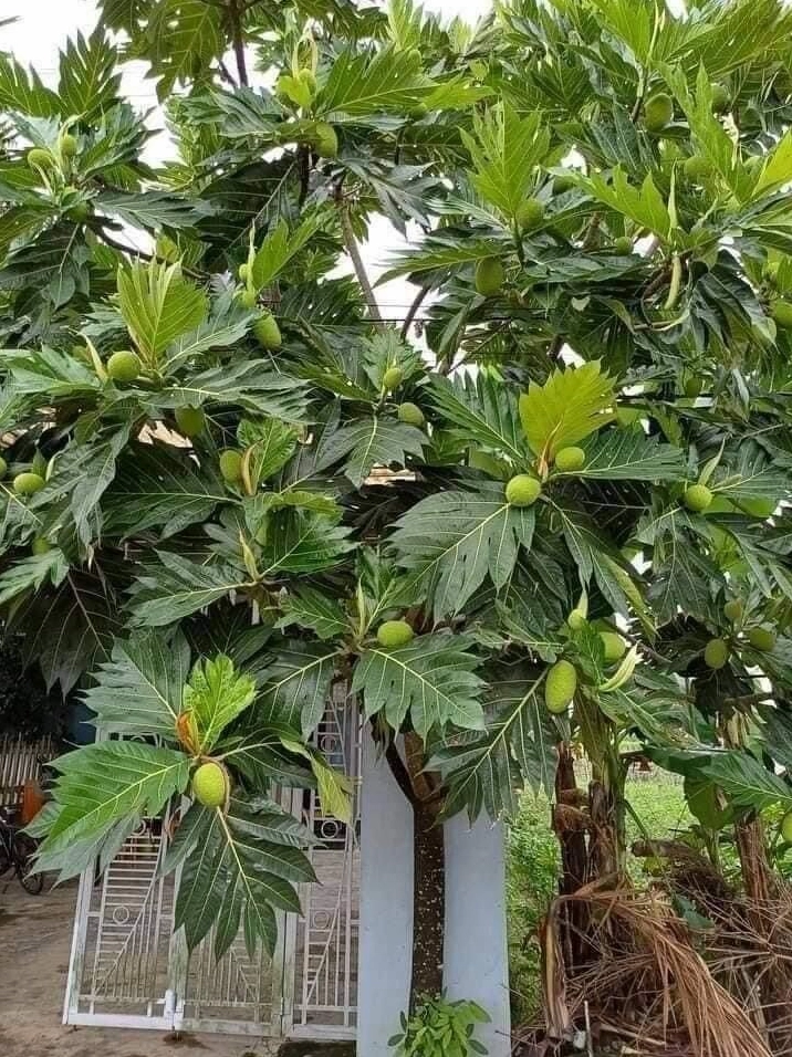 Cây Sa Kê Cảnh trong ảnh giới thiệu đặc điểm với vẻ đẹp thân cây vững và lá xanh lớn