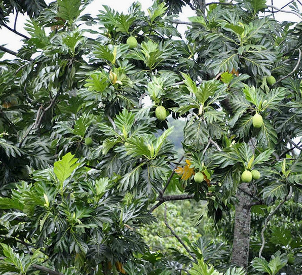 Cây Sa Kê Cảnh với tán lá đẹp nổi bật phù hợp làm cây bóng mát cho biệt thự và sân lớn
