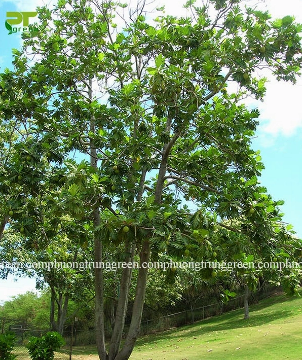 Cây Sa Kê Cảnh xanh mướt nổi bật trong mảng cây công trình ngoài trời nhiều nắng