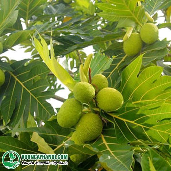 Cây Sa Kê Cảnh xanh tốt thể hiện nhiều lợi ích từ bóng mát đến giá trị cảnh quan sân vườn