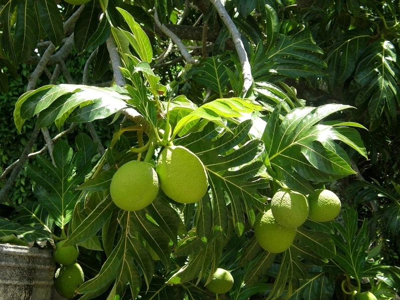 Cây Sa Kê có dáng lá đặc trưng và màu xanh tươi sáng