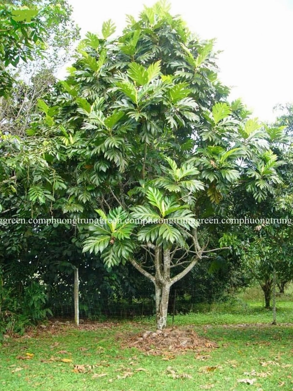Cây Sa Kê công trình có thân thẳng và lá xanh nổi bật