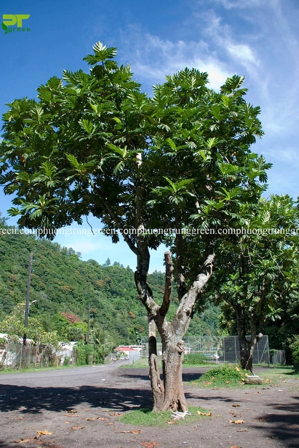 Cây Sa Kê công trình được trồng để tạo bóng mát và điểm nhấn cảnh quan