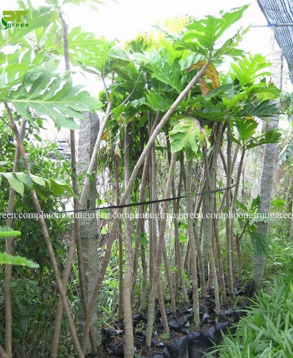 Cây Sa Kê công trình khỏe mạnh với thân cây vững và tán lá dày