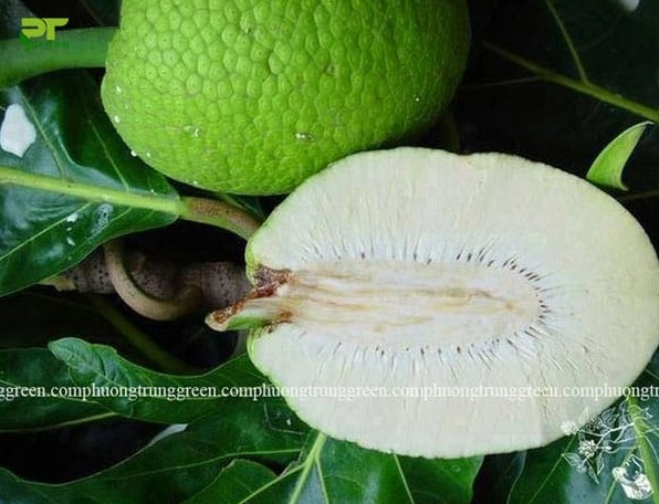 Cây Sa Kê công trình với dáng cây cân đối và tán lá phù hợp trồng cảnh quan