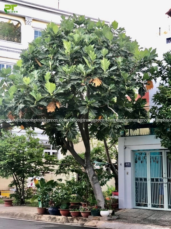 Cây Sa Kê công trình xanh mát với cấu trúc lá rõ nét