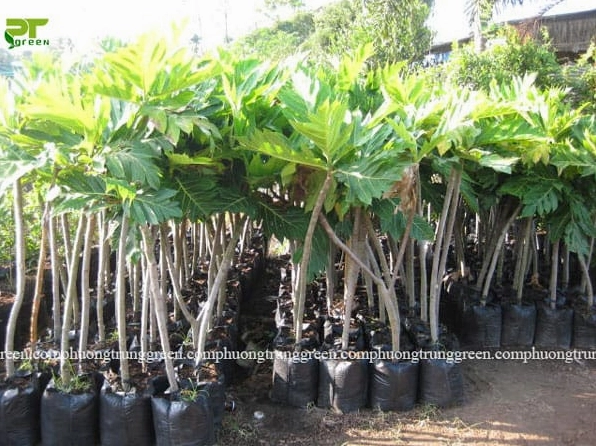 Cây Sa Kê công trình xanh tốt được chọn trồng làm cây bóng mát