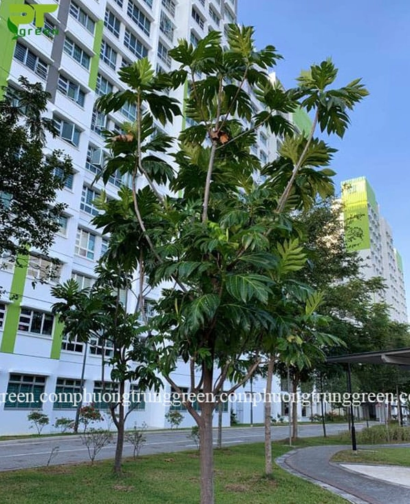 Cây Sa Kê công trình xanh tốt trong không gian trồng ngoài trời