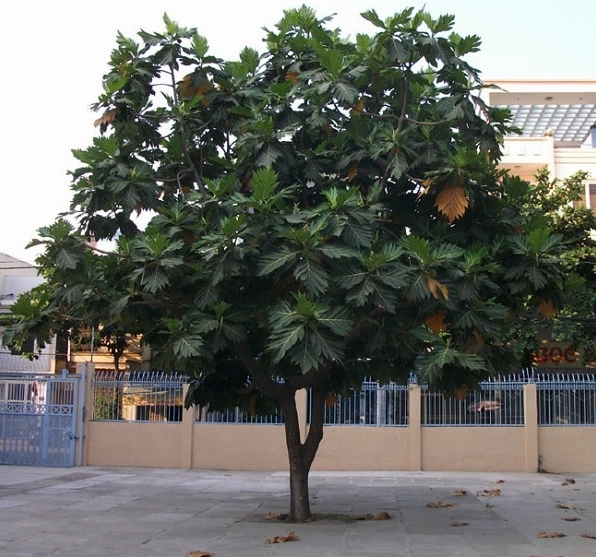 Cây Sa Kê trong ảnh minh họa đặc điểm công dụng cách trồng và chăm sóc