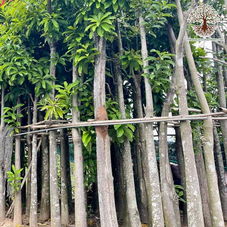 Cây Sala công trình với tán lá xanh và dáng cây nổi bật giữa không gian đường phố