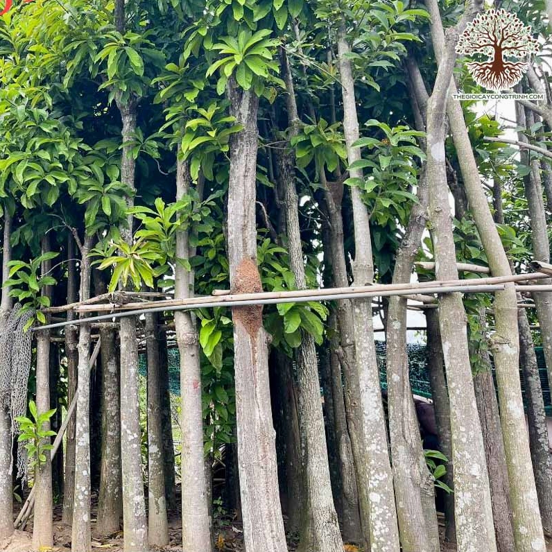 Cây Sala trồng công trình với tán rộng, tạo cảm giác trang nghiêm và xanh dịu