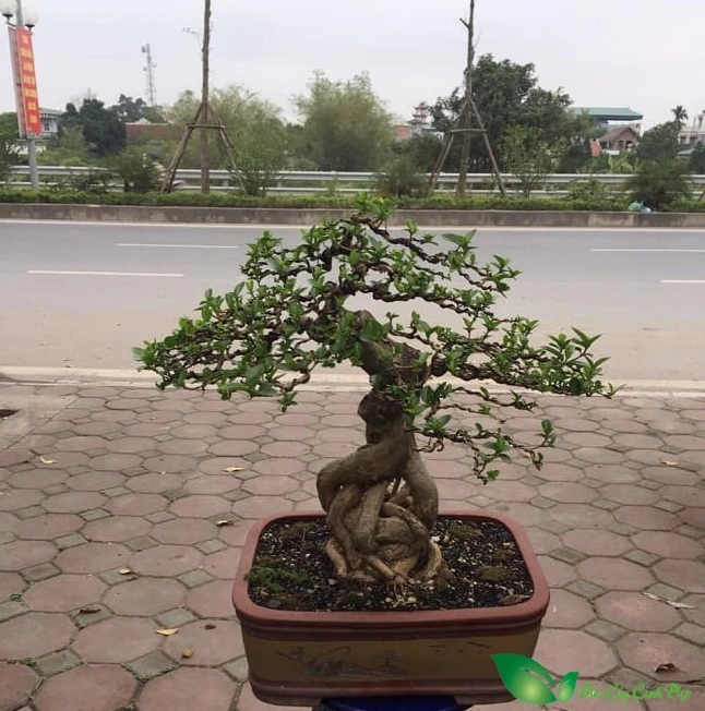 Cây sầm đá bonsai có bộ rễ bám chặt vào đá, thân nhỏ vươn lên mạnh mẽ giữa bố cục cảnh quan thu nhỏ