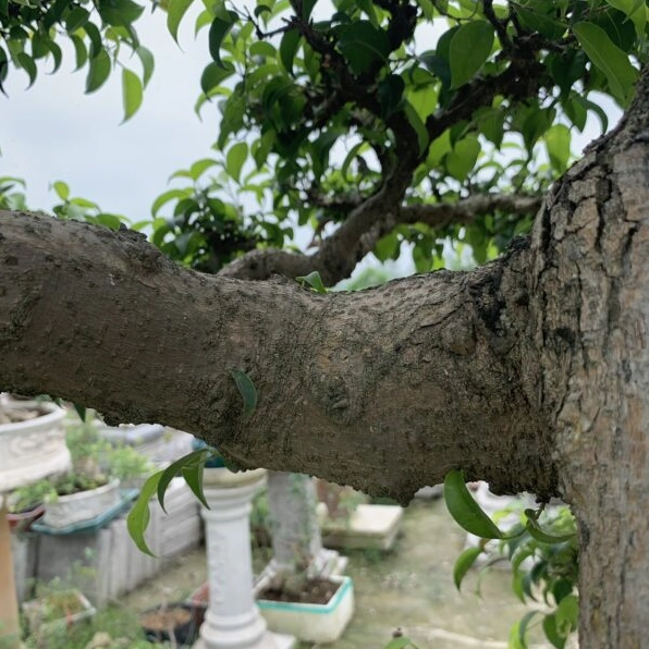 Cây sanh dáng trực miền Bắc với tán tròn xanh mướt và thân đứng thanh thoát trong chậu cảnh